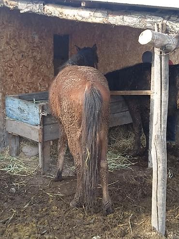 ургачы байтал: Продаю | Конь (самец) | На забой, Рабочий, Конный спорт | Племенные, Осеменитель, Мерин — 3