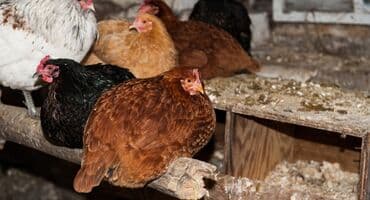 куры доминанты: Продаю | Куры, Петух, Цыплята | Брама, Домашняя | На забой, Для разведения, Несушки — 1