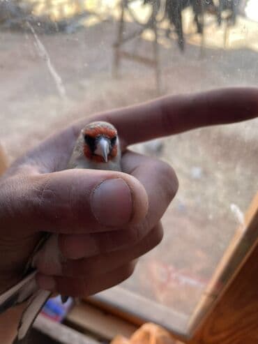 продажа кормов для сельскохозяйственных животных: Щегол (Carduelis carduelis) - Вид: декоративная певчая птица - Окрас — 2