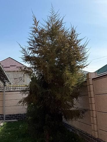 хвойная лапа: Хвойные декоративные деревья для ландшафта. - Породы — 1