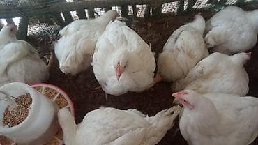ак кой: Продаю | Куры | Бройлерная | На забой — 3