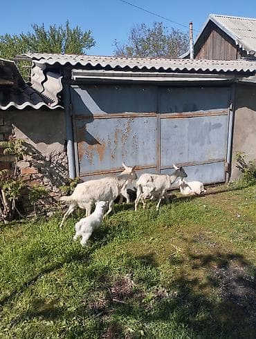 парода эчки: Продаю | Коза (самка) | Зааненская | Для разведения | Племенные — 8