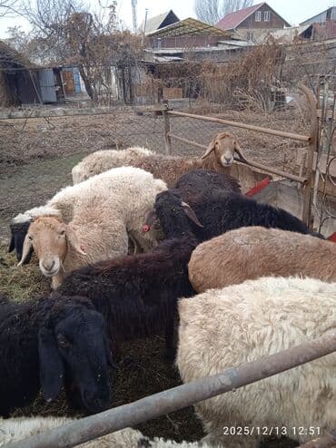 рыбки цена: Продаю | Овца (самка) | Полукровка | Для разведения, Для шерсти, На забой | Матка — 4