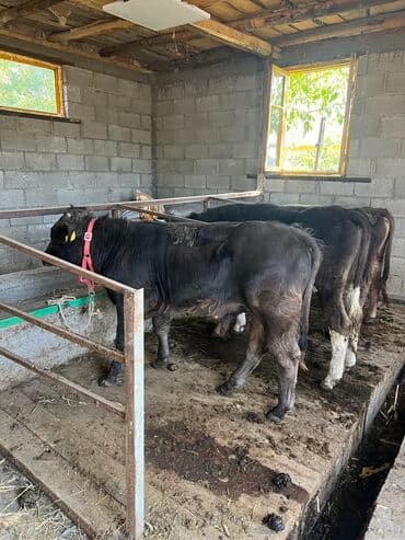 дом для животных: Продаю | Бык (самец) | На забой, На откорм — 2