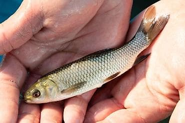 продам черешню: Мальки белого амура для зарыбления водоёмов малёк амура 580сом за 1кг — 1