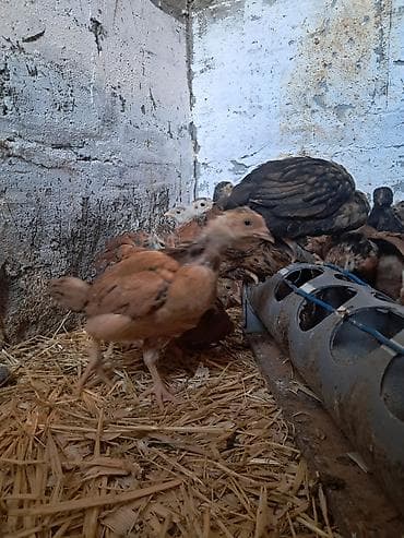 для куры: Продаю | Цыплята | Домашняя | Для разведения — 4