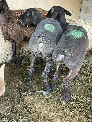 коша: Продаю | Овца (самка) | На забой — 3