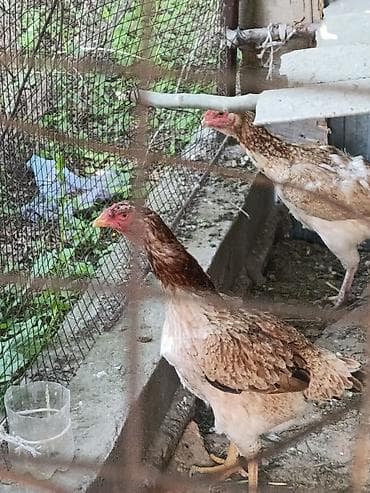 ысык куле: Инкубационные яйца домашней птицы - Яйца от бойтцового порода дакан — 4