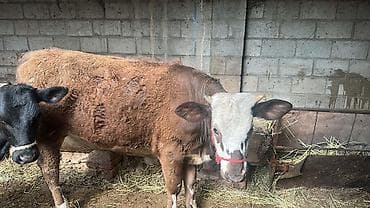 перепелка бишкек: Сатам | Кунаажын | Симментал | Союуга, Көбөйтүү үчүн, Сүт алуу үчүн | Асыл тукумдуу, Кысыр, Жасалма уруктандырылган — 8