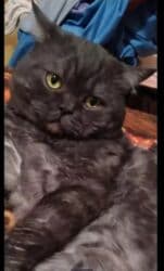 продажа вислоухих шотландских котят: ! КОТЯТА! В ПРОДАЖЕ ШОТЛАНДСКИЕ КОТЯТА, СКОТТИШ ФОЛД И СКОТТИШ — 6