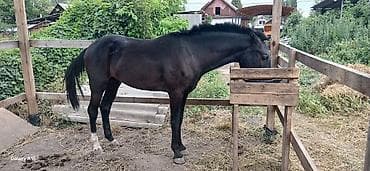 щетка для собак: Продаю | Конь (самец) | Английская | Рабочий — 3