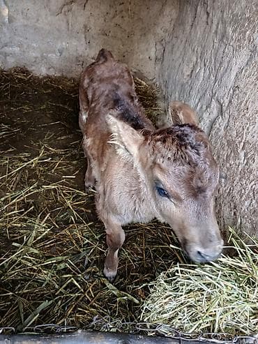 кона: Продаю | Музоо, торпок | Алатауская | На откорм — 1