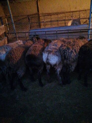 срочно в связи с переездом: Продаю | Баран (самец) | На забой — 4