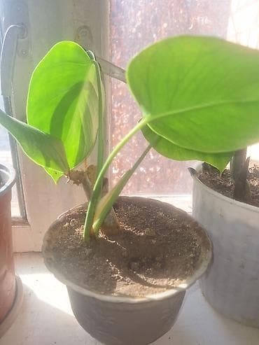 Продаю монстеру