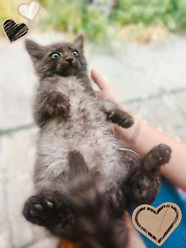 котята норвежской лесной кошки: Срочно ищем дом для котят! Четыре милых котенка (3 мальчика и 1 — 4