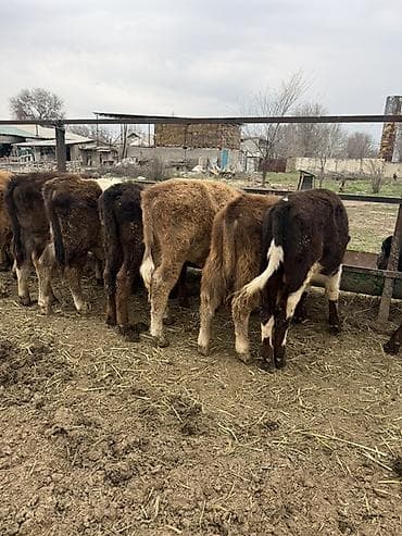 Ветеринар кызматы: Продаю Бычков 6-7 месяцев все хорошие бодрые цена 69000 за оптом — 7