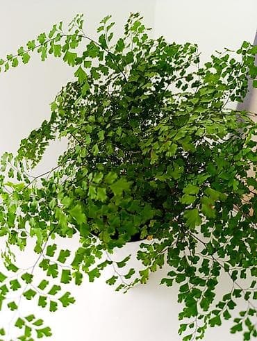 устол: Адиантум (венерин волос) в кашпо - Комнатный папоротник с ажурной — 2