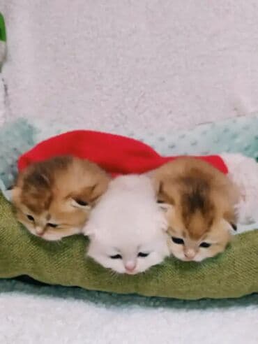 британская кошка серебристая шиншилла: Предлагаем для бронирования чистопородных малышей. Окрас: золотая и — 8