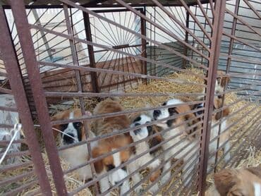 где можно купить йоркширского терьера: Порода: московская сторожевая Описание: - Крупные, мощные собаки с — 7