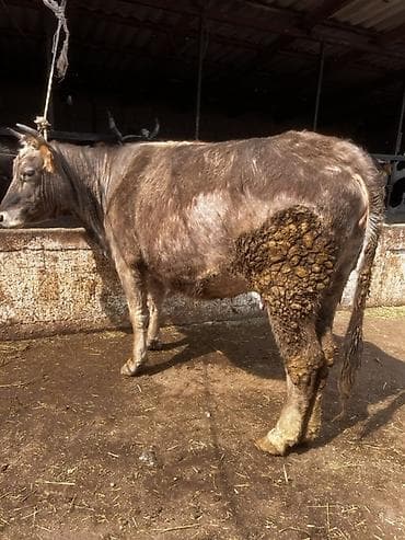 Продаю | Корова (самка) | Для молока | Стельные — 7