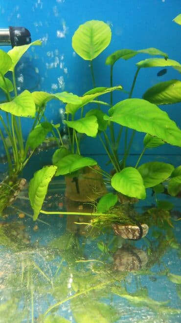 Продаю аквариумов растение анобиус первое фото по 400 сом второе по