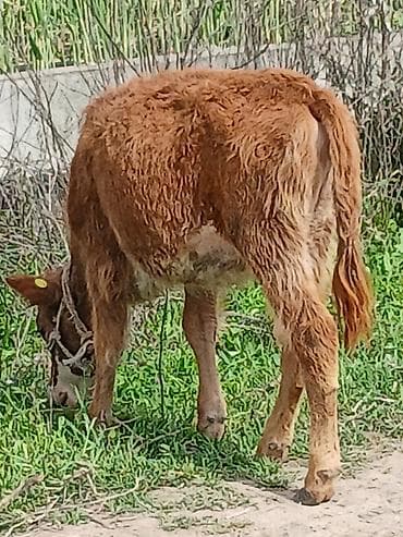 утки белые: Продаю | Музоо, торпок | Полукровка | На откорм | Привязанные — 1