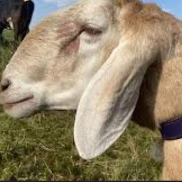 Башка кызматтар: Ищу партнера-инвестора для разведения овец в Чуйской области. Мои — 2