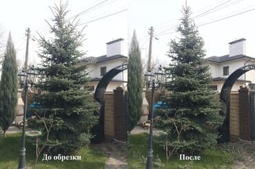 хвойные растения: Уборка территории, Уход за деревьями — 1