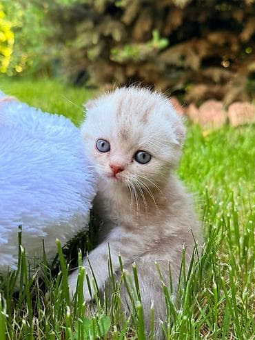 Животные: Шотландские вислоухие котята - Порода: Scottish Fold (вислоухие) - — 2