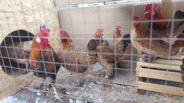 именные ошейники для кошек на заказ: Карлики японские бентамки для разведения, красивые и здоровые! на — 2