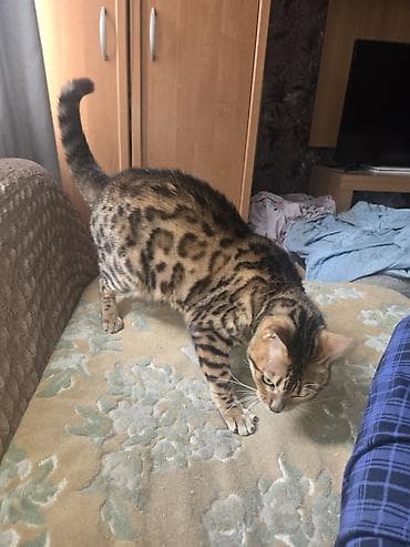 бенгальские кошки цена: Бенгальская, 4 года, Мальчик, Приучена к лотку — 2