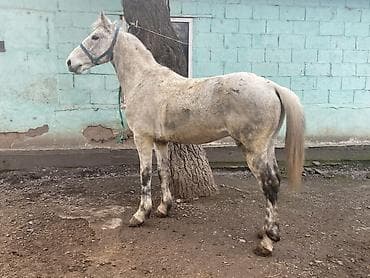 телята продажа: Продаю | Жеребец | Полукровка | Для разведения, Конный спорт — 1