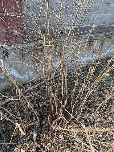 малина на кыргызском: Продам саженцы: винограда 3 сорта, гранат, малина — 4