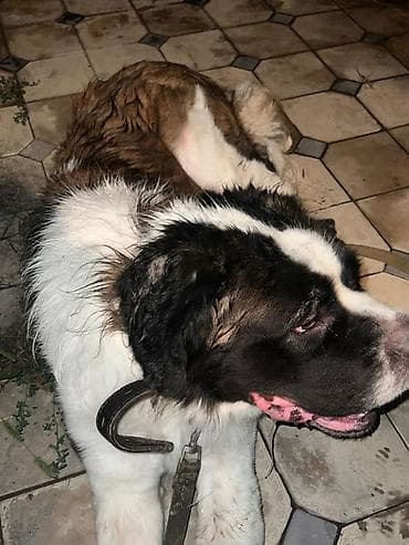 Продажа собак: Сенбернар, кобель крупного формата. - Тип шерсти: густая, длинная — 2