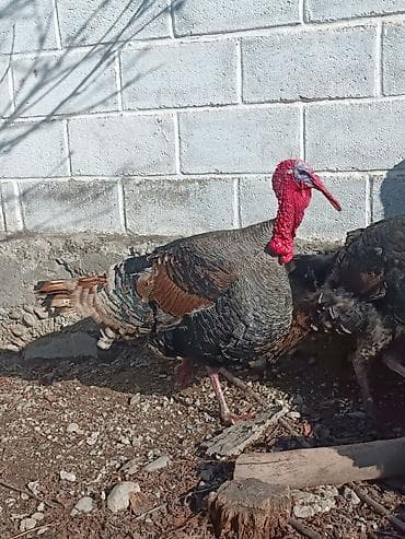 Продаю | Индюк (самец) | Для разведения | Племенные