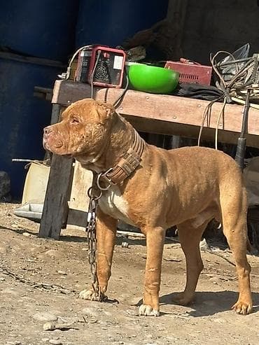 каракол кошка: Ит кууту: Питбуль, Эркек, 3 жаш, Эмделген — 3