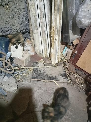 черепаховая кошка: Котята - Возраст: примерно 4–6 недель (по фото — только начинают — 4
