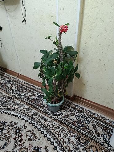 света: Молочай Миля (Euphorbia milii, «Корона Христа») в декоративном горшке — 3