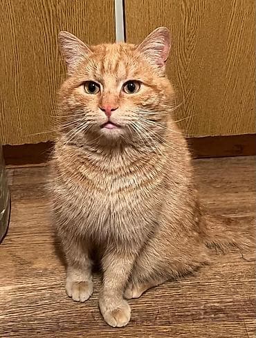 Кошка даром: Беспородная, 3 месяца, Мальчик, Приучена к лотку, Проглистована