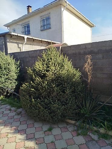 новогодние: Ель голубая (Picea pungens), декоративная, живая, для сада/двора. - — 1