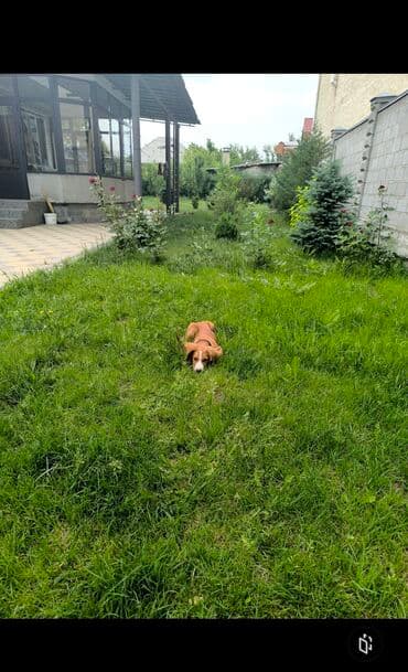 кызыл кия дом: Дом, 115 м², 6 комнат — 12