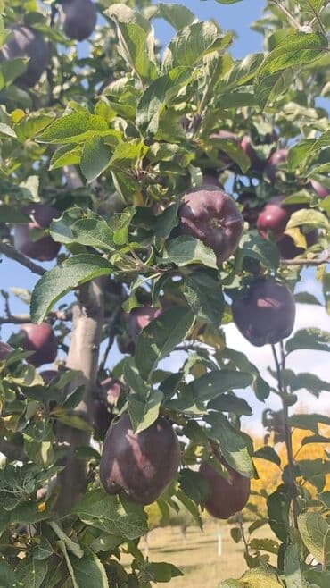 удобрения амафос: Яблоки оптом сорт крипсон зимние с темно-фиолетовыми (почти черными) — 2
