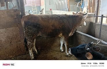 лабрадор черный цена: Продаю | Тёлка | На откорм | Привязанные — 2