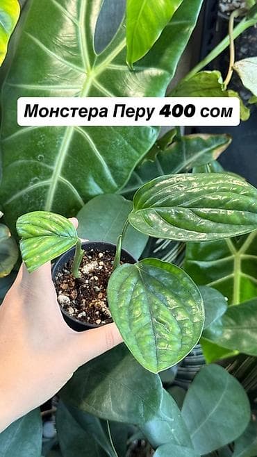 Комнатные растения в горшках, самовывоз Маевка, могу отправить через — 6