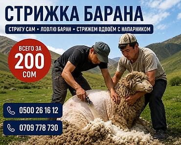хвосты: Стрижка баран 200сом! Стригу с напарником баран ловим сами — 1