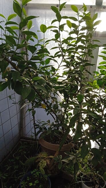 Продаются лимоны адрес,по жебек желу между старым автовокзалом и