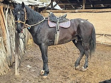 собака хаски сколько стоит: Продаю | Конь (самец) | Конный спорт | Племенные — 2