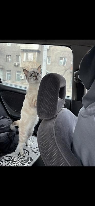 8 месяцев, Девочка, Метис, Приучена к лотку, Проглистована — 2