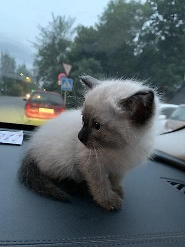 купить сиамских котят: Котёнок с колор-пойнт окрасом (светлая шерсть с тёмной маской, лапками — 4