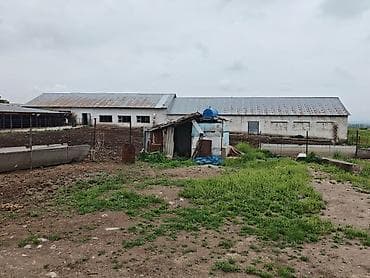 бишкек продаю дом село нижний алаарча: Сдаю действующий фермерский комплекс для КРС. Электричество и вода — 6